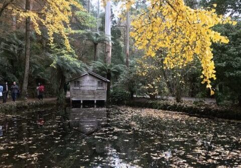 Alfred Nicholas Memorial Gardens pram-friendly walking path, Dandenong Ranges