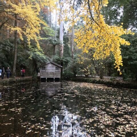 Alfred Nicholas Memorial Gardens pram-friendly walking path, Dandenong Ranges
